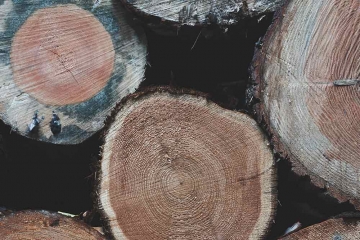 Holz und seine vielfältigen Eigenschaften